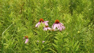 Forest preserve Picnic